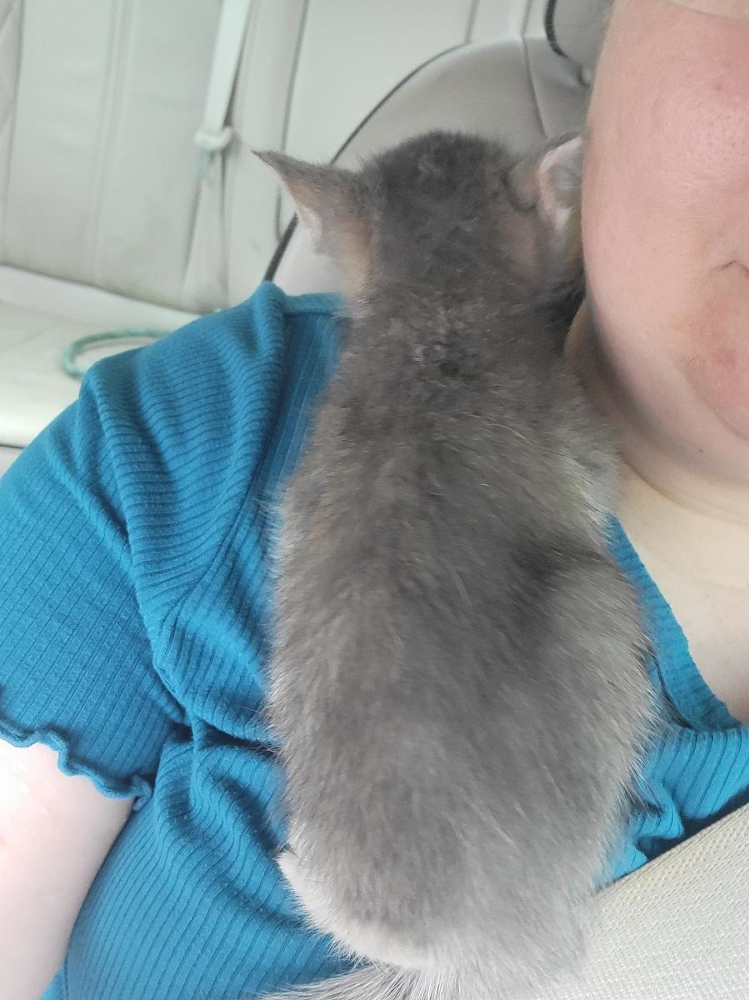Pod-Child holding little gray kitten