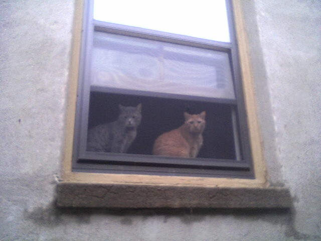 Morsy & Wimsey @ Window