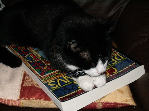 Deryni reading cat